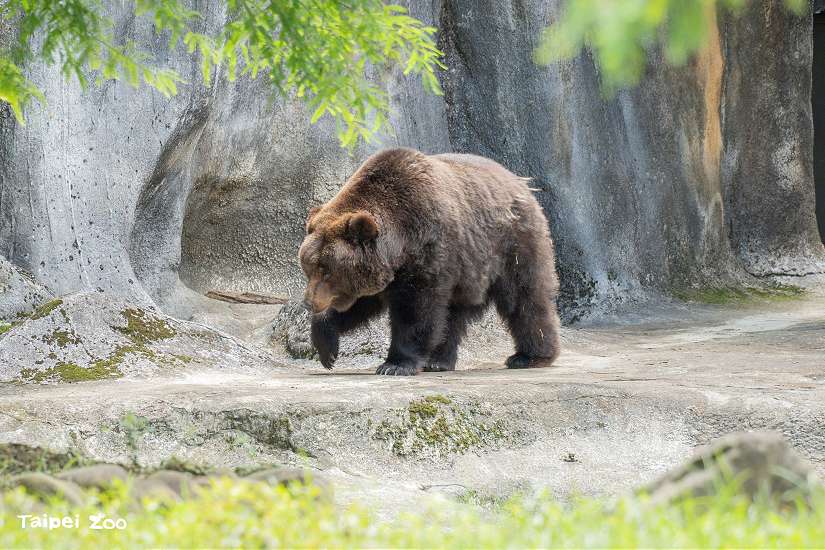 老齡動物照養醫療大不易〜棕熊「小喬」術後需集氣、食火雞「東施」40歲逝
